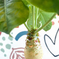 Jatropha podagrica - Buddha Belly Plant - Sprouts of Bristol