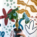 Jatropha podagrica - Buddha Belly Plant - Sprouts of Bristol