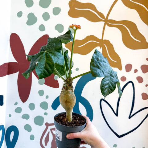 Jatropha podagrica - Buddha Belly Plant - Sprouts of Bristol