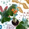 Jatropha podagrica - Buddha Belly Plant - Sprouts of Bristol