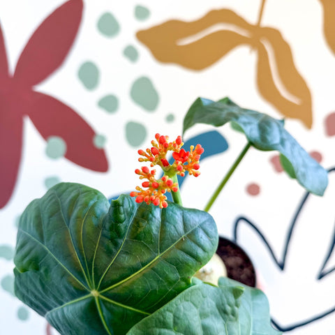 Jatropha podagrica - Buddha Belly Plant - Sprouts of Bristol