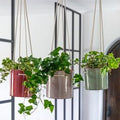 Kai Hanging Cylinder Planter - Sprouts of Bristol