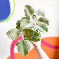 Kalanchoe beharensis - Sprouts of Bristol