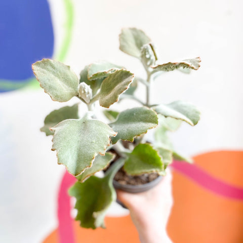 Kalanchoe beharensis - Sprouts of Bristol