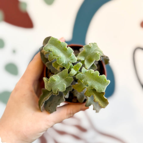 Kalanchoe beharensis 'Maltese Cross' - Sprouts of Bristol