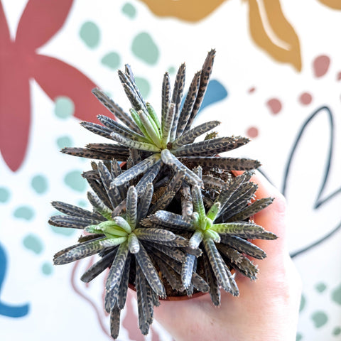 Kalanchoe daigremontiana – Mother of Thousands - Sprouts of Bristol
