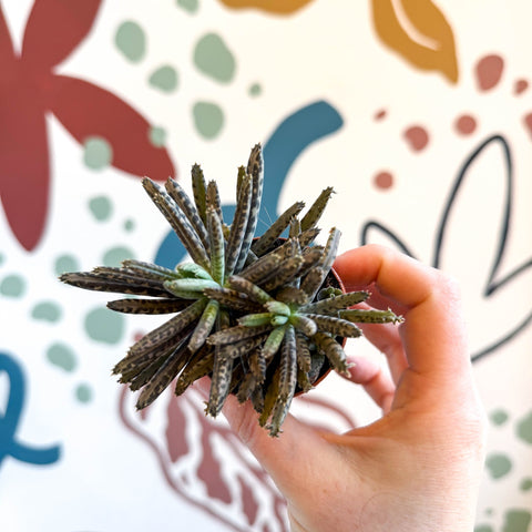 Kalanchoe daigremontiana – Mother of Thousands - Sprouts of Bristol