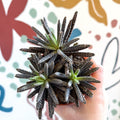 Kalanchoe daigremontiana – Mother of Thousands - Sprouts of Bristol