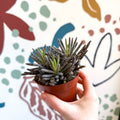 Kalanchoe daigremontiana – Mother of Thousands - Sprouts of Bristol
