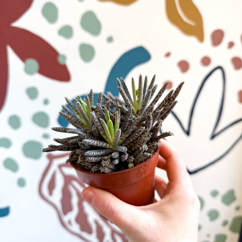 Kalanchoe daigremontiana – Mother of Thousands - Sprouts of Bristol