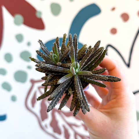 Kalanchoe daigremontiana – Mother of Thousands - Sprouts of Bristol