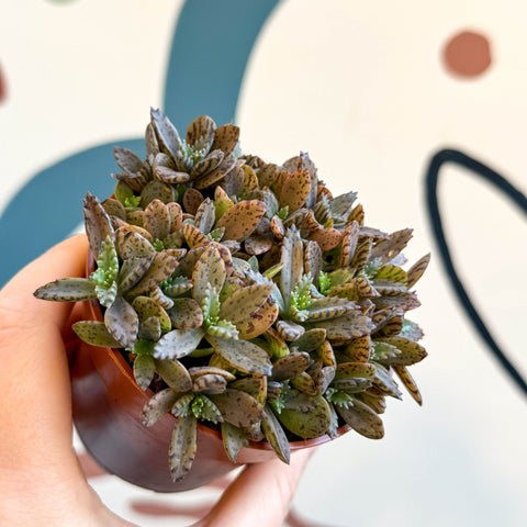Kalanchoe daigremontiana ‘Pink’ - Sprouts of Bristol