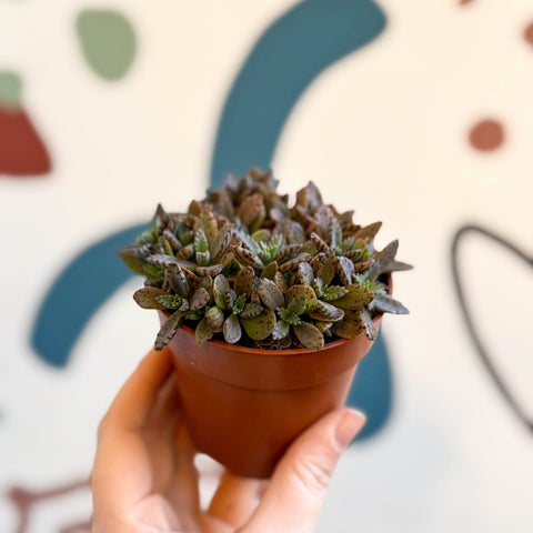 Kalanchoe daigremontiana ‘Pink’ - Sprouts of Bristol