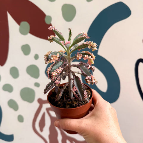 Kalanchoe daigremontiana ‘Pink Butterfly’ - Sprouts of Bristol