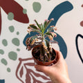 Kalanchoe daigremontiana ‘Pink Butterfly’ - Sprouts of Bristol