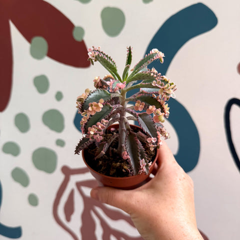Kalanchoe daigremontiana ‘Pink Butterfly’ - Sprouts of Bristol