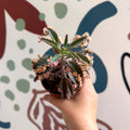 Kalanchoe daigremontiana ‘Pink Butterfly’ - Sprouts of Bristol