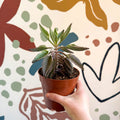 Kalanchoe daigremontiana ‘Pink Butterfly’ - Sprouts of Bristol