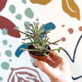 Kalanchoe delagoensis – Chandelier Plant - Sprouts of Bristol