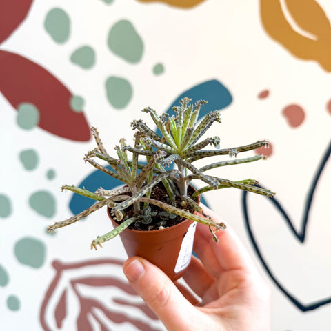 Kalanchoe delagoensis – Chandelier Plant - Sprouts of Bristol