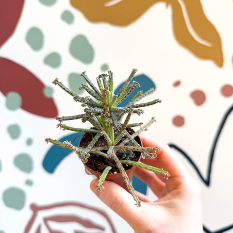 Kalanchoe delagoensis – Chandelier Plant - Sprouts of Bristol