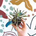 Kalanchoe delagoensis – Chandelier Plant - Sprouts of Bristol