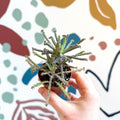 Kalanchoe delagoensis – Chandelier Plant - Sprouts of Bristol