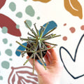 Kalanchoe delagoensis – Chandelier Plant - Sprouts of Bristol