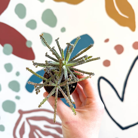 Kalanchoe delagoensis – Chandelier Plant - Sprouts of Bristol