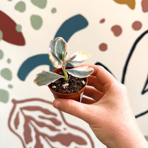 Kalanchoe fedtschenkoi variegata - Variegated Lavender Scallops - Sprouts of Bristol