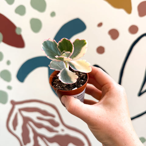 Kalanchoe fedtschenkoi variegata - Variegated Lavender Scallops - Sprouts of Bristol