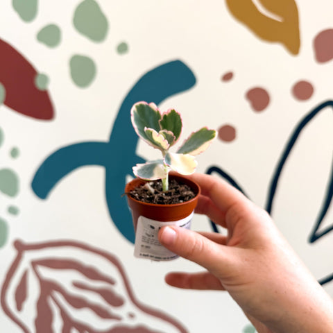 Kalanchoe fedtschenkoi variegata - Variegated Lavender Scallops - Sprouts of Bristol