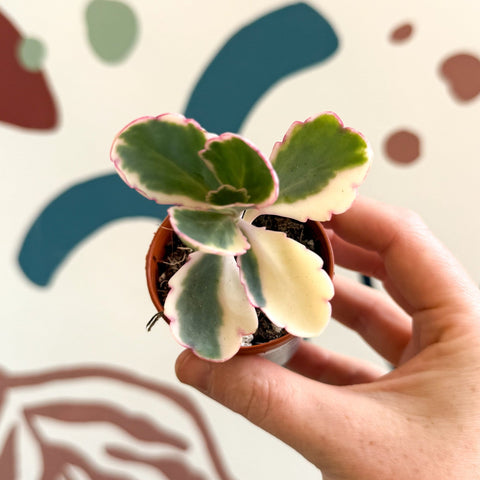 Kalanchoe fedtschenkoi variegata - Variegated Lavender Scallops - Sprouts of Bristol
