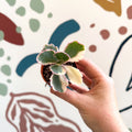 Kalanchoe fedtschenkoi variegata - Variegated Lavender Scallops - Sprouts of Bristol