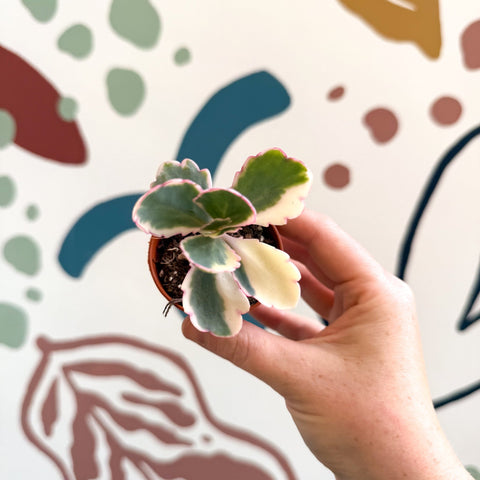 Kalanchoe fedtschenkoi variegata - Variegated Lavender Scallops - Sprouts of Bristol