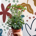 Kalanchoe ‘Lucky Bells’ – Pendant Bellflower Kalanchoe - Sprouts of Bristol