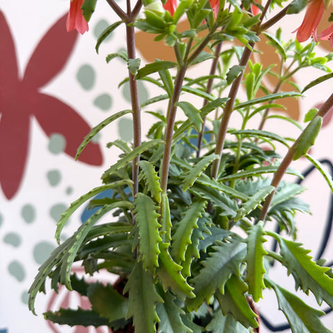 Kalanchoe ‘Lucky Bells’ – Pendant Bellflower Kalanchoe - Sprouts of Bristol