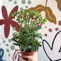 Kalanchoe ‘Lucky Bells’ – Pendant Bellflower Kalanchoe - Sprouts of Bristol