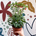 Kalanchoe ‘Lucky Bells’ – Pendant Bellflower Kalanchoe - Sprouts of Bristol