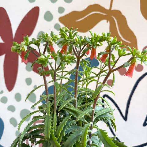 Kalanchoe ‘Lucky Bells’ – Pendant Bellflower Kalanchoe - Sprouts of Bristol