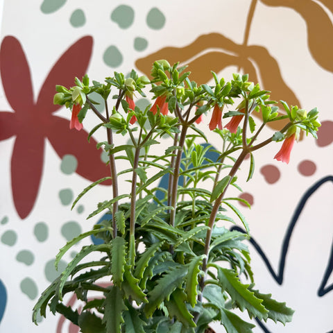 Kalanchoe ‘Lucky Bells’ – Pendant Bellflower Kalanchoe - Sprouts of Bristol