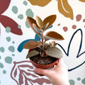 Kalanchoe orgyalis – Copper Spoons - Sprouts of Bristol