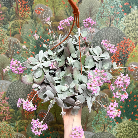 Kalanchoe pumila – Flower Dust Plant - Sprouts of Bristol