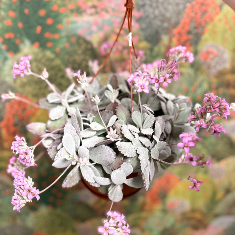 Kalanchoe pumila – Flower Dust Plant - Sprouts of Bristol