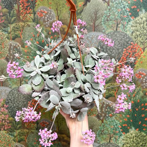 Kalanchoe pumila – Flower Dust Plant - Sprouts of Bristol