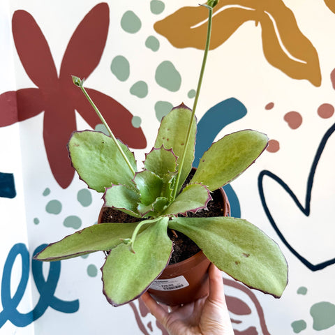 Kalanchoe synsepala – Walking Kalanchoe - Sprouts of Bristol