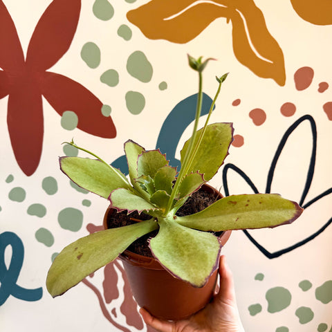 Kalanchoe synsepala – Walking Kalanchoe - Sprouts of Bristol