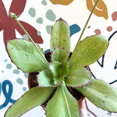 Kalanchoe synsepala – Walking Kalanchoe - Sprouts of Bristol