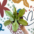 Kalanchoe synsepala – Walking Kalanchoe - Sprouts of Bristol