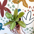 Kalanchoe synsepala – Walking Kalanchoe - Sprouts of Bristol